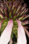 Sanguine purple coneflower